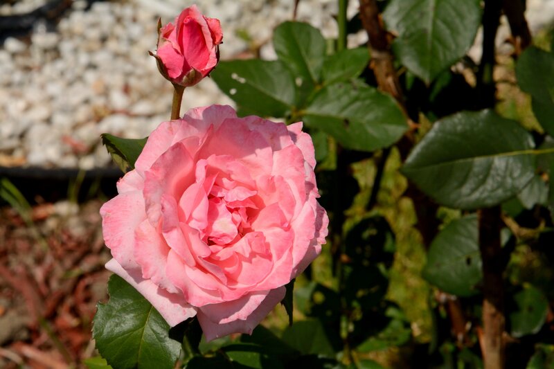 Pink Rose Flower — Serene, Afternoon, Photograph, Rose Bud