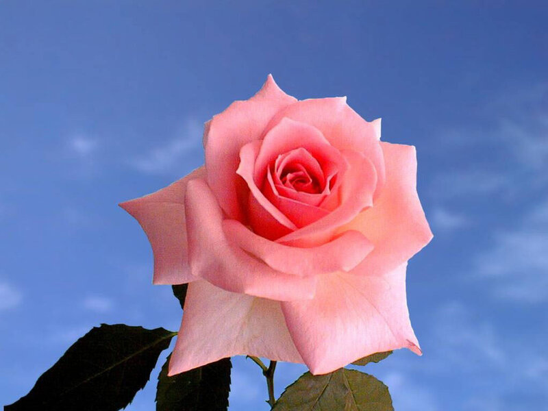 Pink Rose Flower — Serene, Afternoon, Photograph, Sky, Leaves