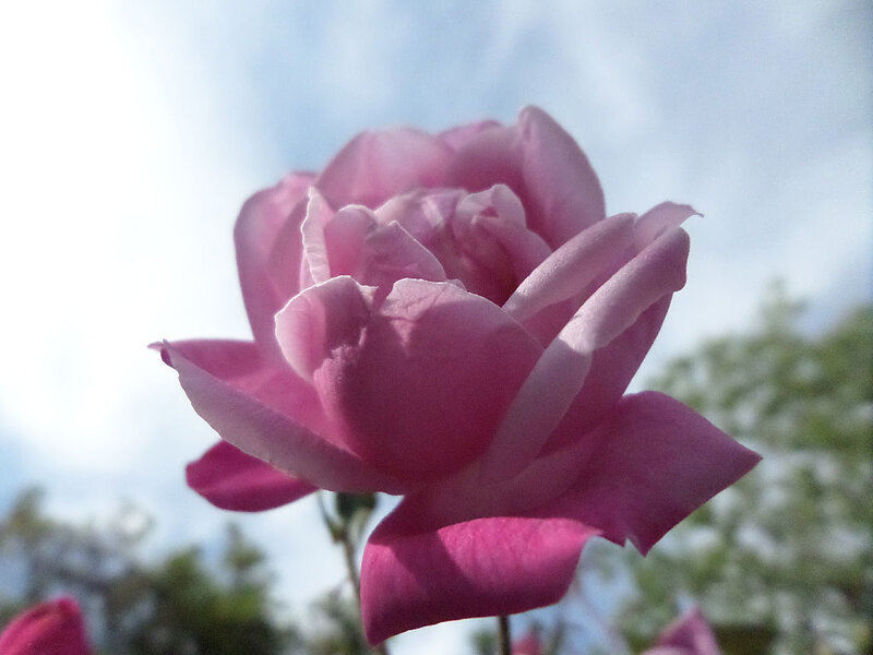 Pink Rose Flower — Serene, Afternoon, Photograph, Sky, Trees