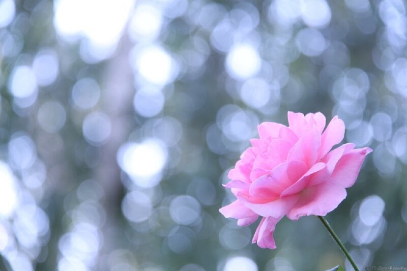 Pink Rose Flower — Serene, Afternoon, Photograph, Stem, Bokeh