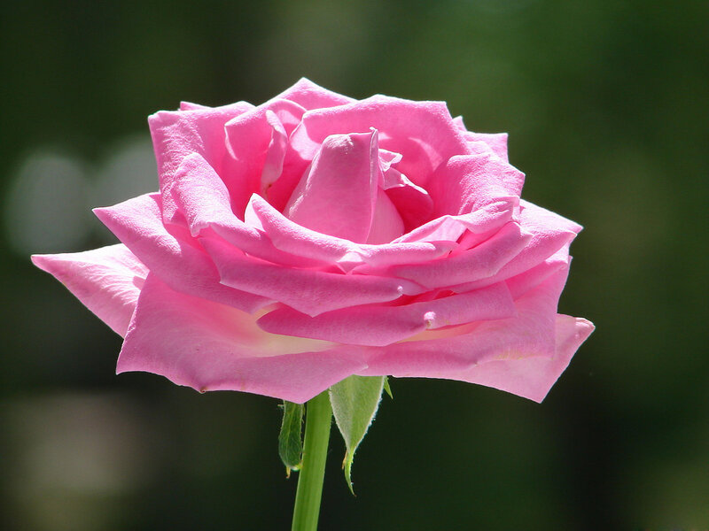 Pink Rose Flower — Serene, Afternoon, Photograph, Stem, Leaf