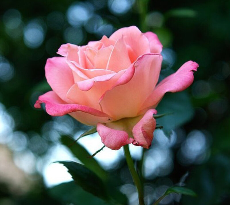Pink Rose Flower — Serene, Afternoon, Photograph, Stem, Leaves, Blurred Background