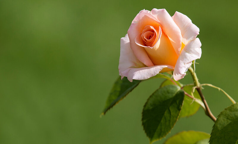 Pink Rose Flower — Serene, Afternoon, Photograph, Stem, Leaves