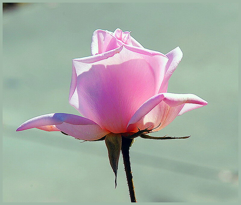 Pink Rose Flower — Serene, Afternoon, Photograph, Stem