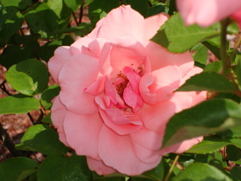 Pink Rose Flower — Serene, Afternoon, Photograph