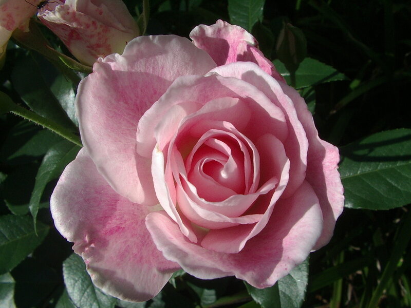 Pink Rose Flower — Serene, Afternoon