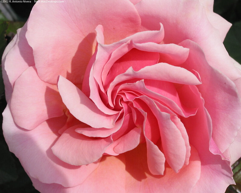 Pink Rose Flower — Serene, Daytime