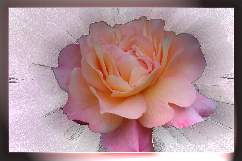 Pink Rose Flower — Serene, Digital Art