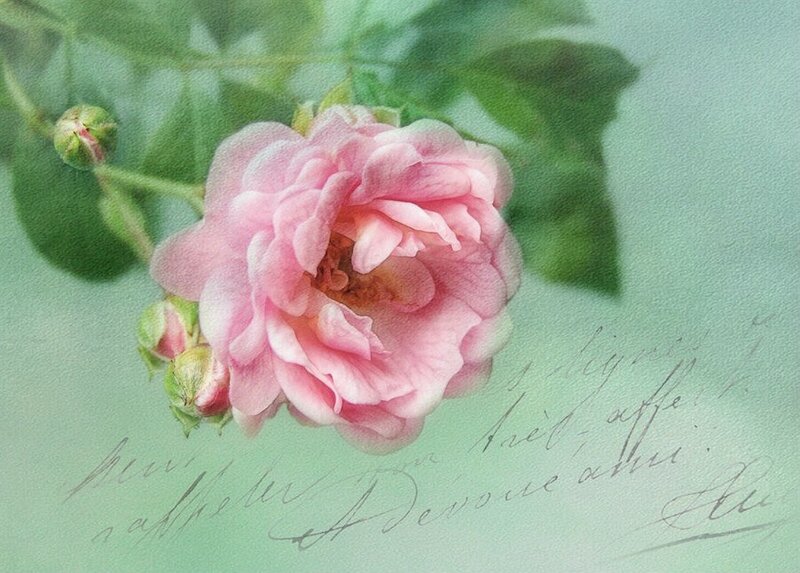 Pink Rose Flower — Serene, Illustration, Buds