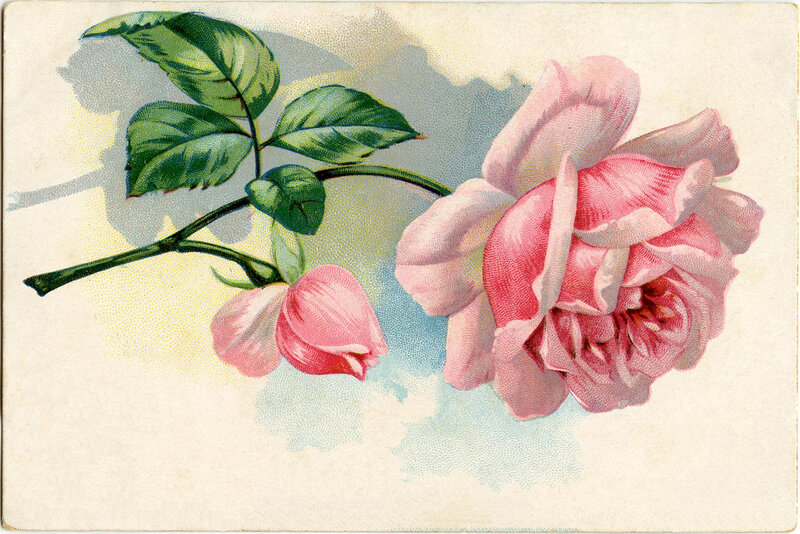 Pink Rose Flower — Serene, Illustration