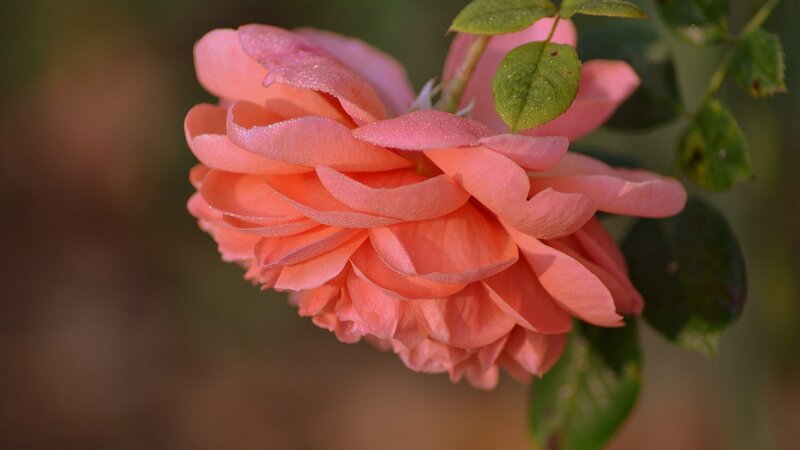 Pink Rose Flower — Serene, Morning, Photograph, Leaves