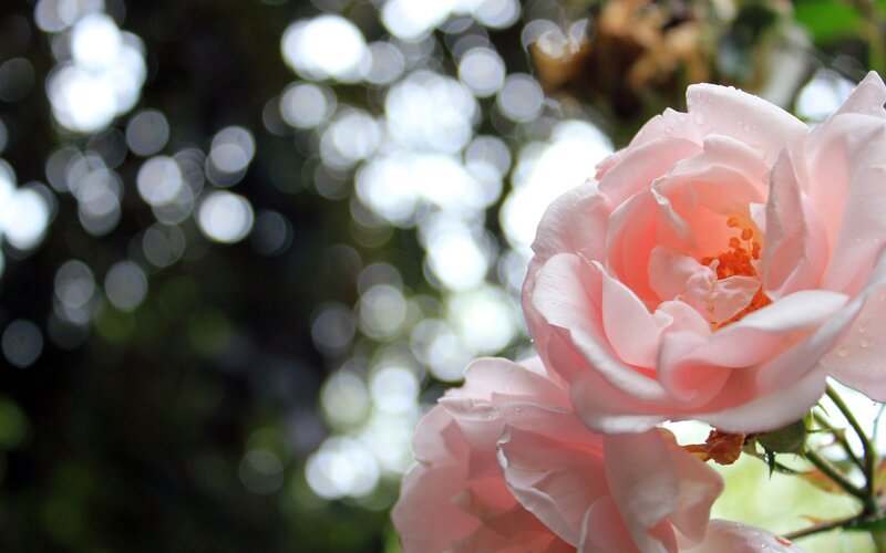 Pink Rose Flower — Serene, Morning, Photograph, Petals, Drops, White