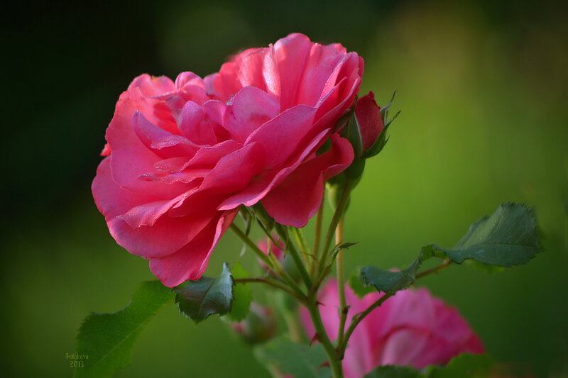 Pink Rose Flower — Serene, Morning