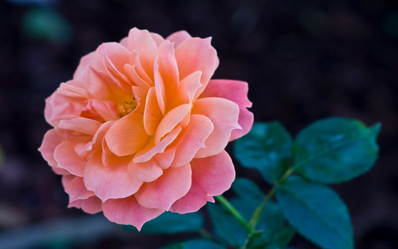 Pink Rose Flower — Serene, Night, Photograph
