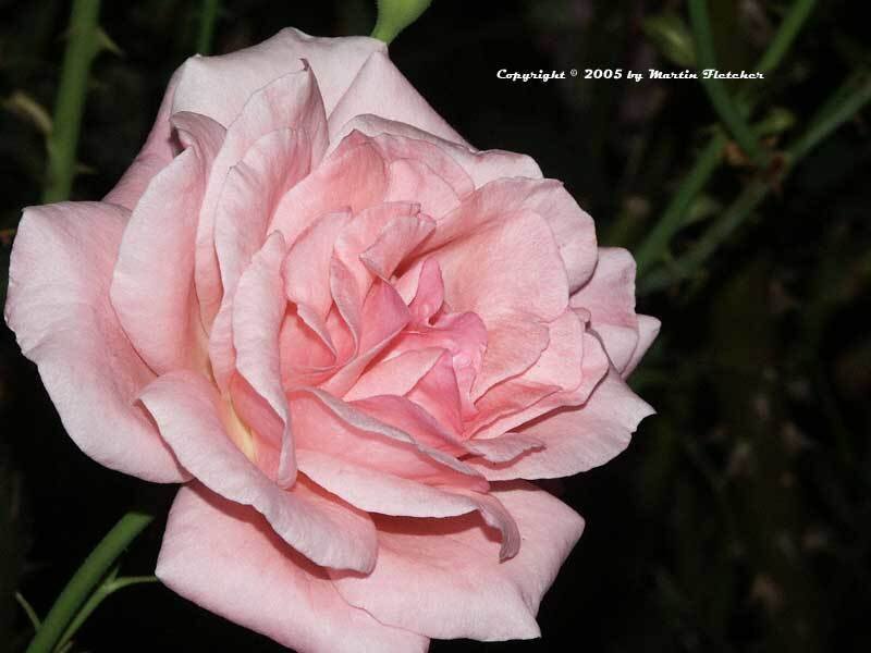 Pink Rose Flower — Serene, Night