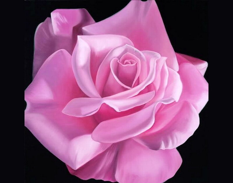 Pink Rose Flower — Serene, Painting, Petals