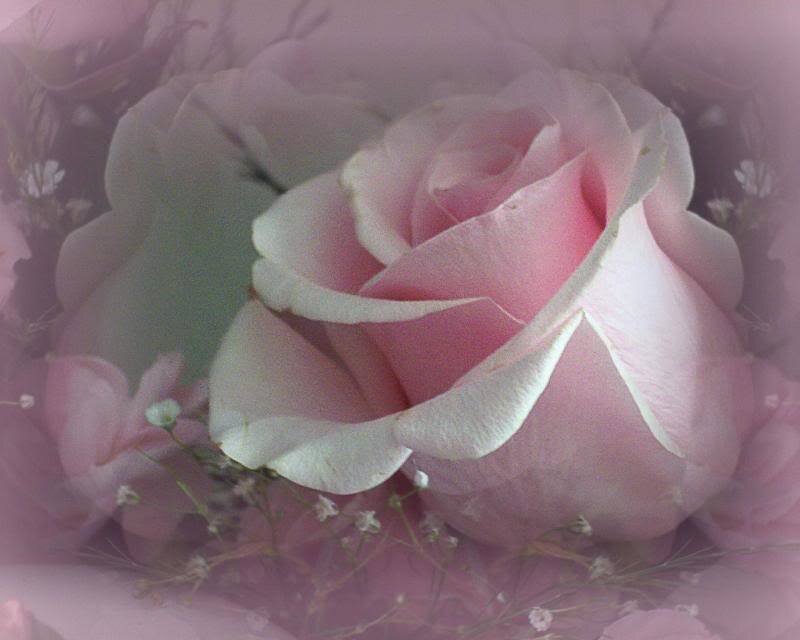 Pink Rose Flower — Serene, Photograph, Baby's Breath