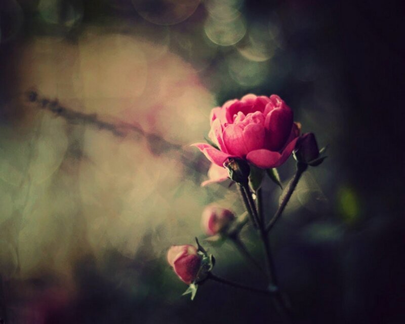 Pink Rose Flower — Serene, Photograph, Bloom