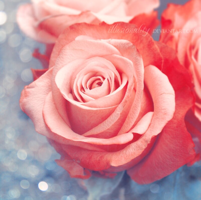 Pink Rose Flower — Serene, Photograph, Bokeh Background
