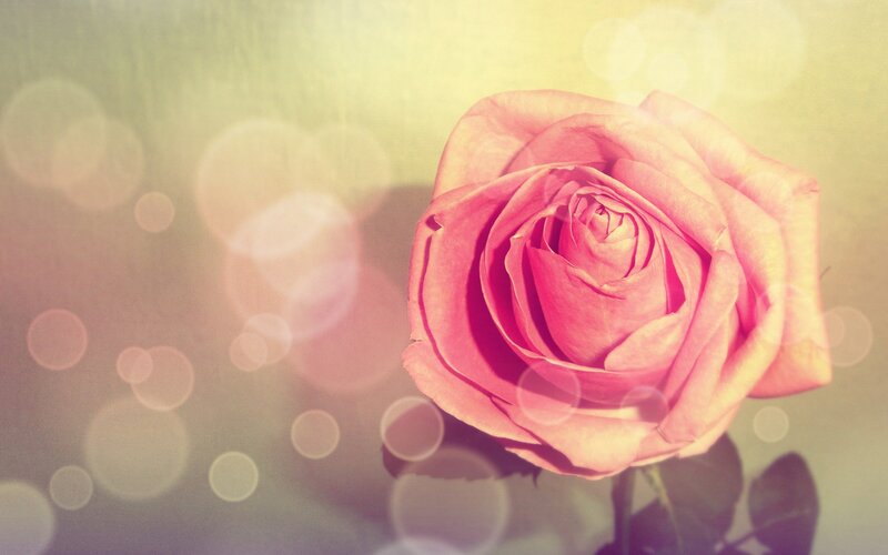 Pink Rose Flower — Serene, Photograph, Bokeh, Light