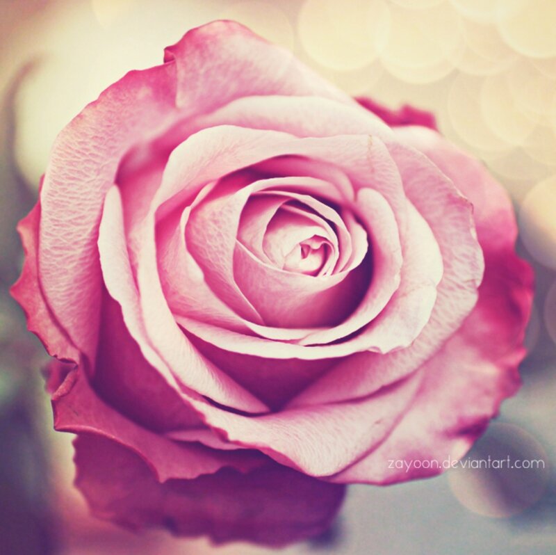 Pink Rose Flower — Serene, Photograph, Bokeh