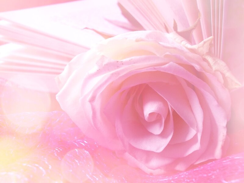 Pink Rose Flower — Serene, Photograph, Book
