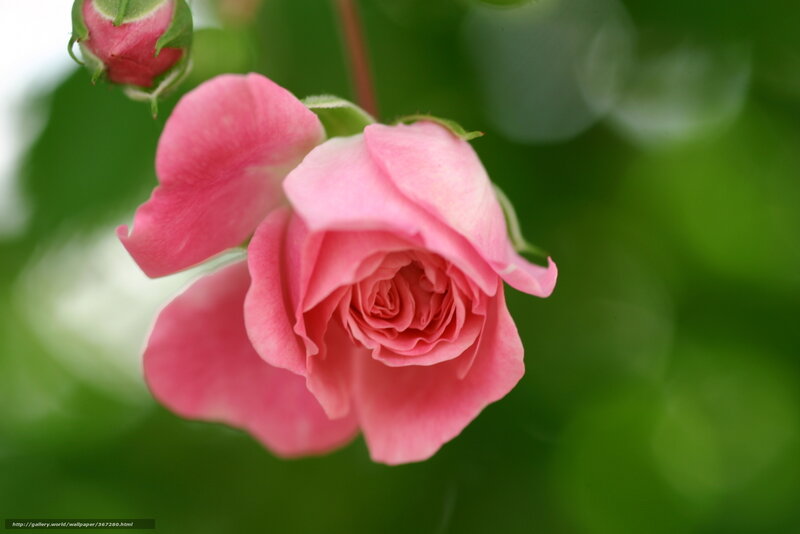 Pink Rose Flower — Serene, Photograph, Bud, Green Leaves