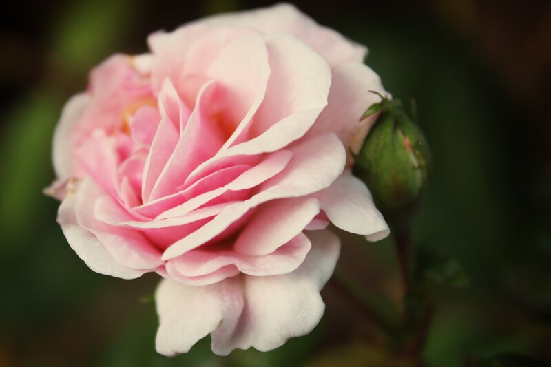 Pink Rose Flower — Serene, Photograph, Bud, Green Leaves, White