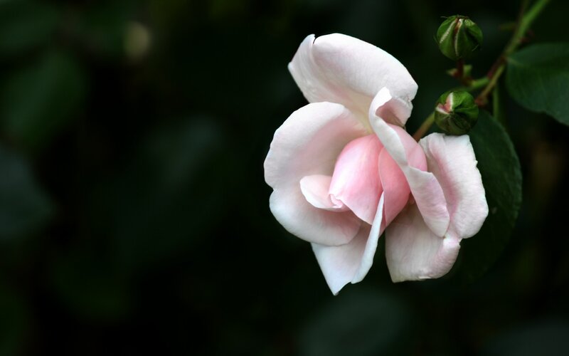 Pink Rose Flower — Serene, Photograph, Bud, Leaf, Stem