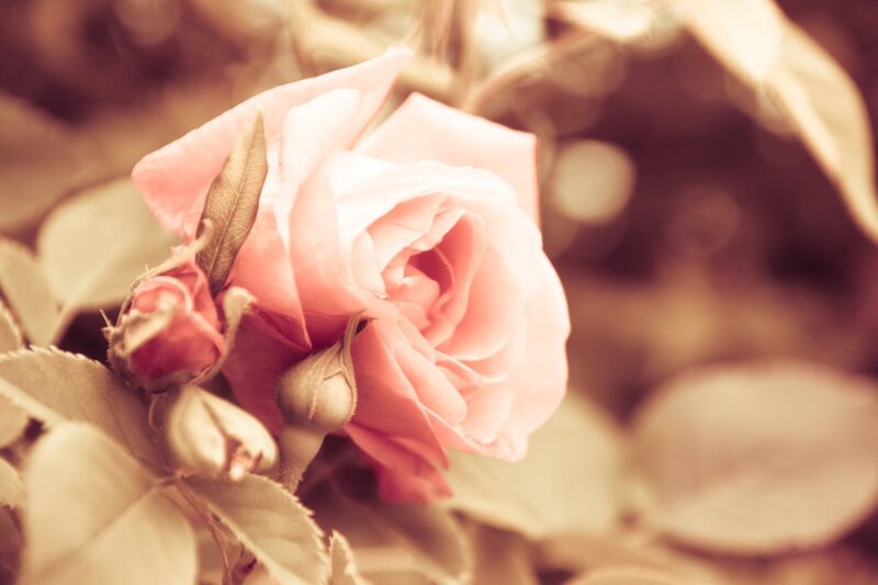 Pink Rose Flower — Serene, Photograph, Bud, Leaf