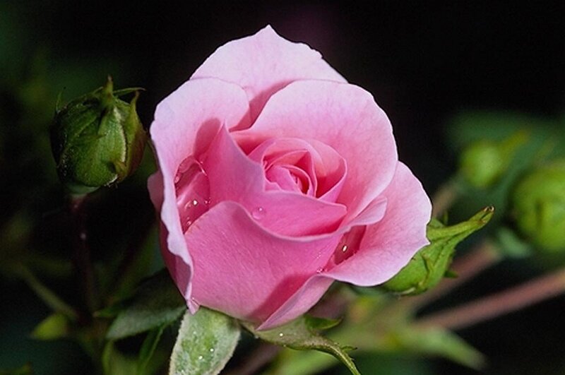 Pink Rose Flower — Serene, Photograph, Bud, Leaf, Water Droplet