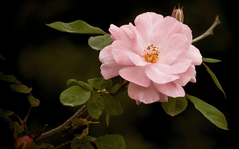 Pink Rose Flower — Serene, Photograph, Bud, Leaves, Branch
