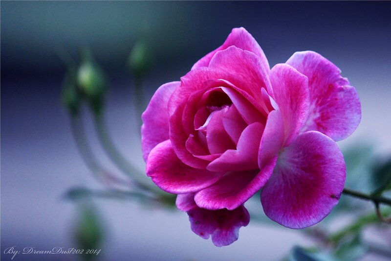 Pink Rose Flower — Serene, Photograph, Bud, Stem, Leaf