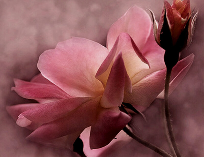Pink Rose Flower — Serene, Photograph, Bud, Stem