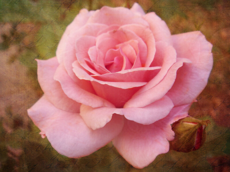 Pink Rose Flower — Serene, Photograph, Bud