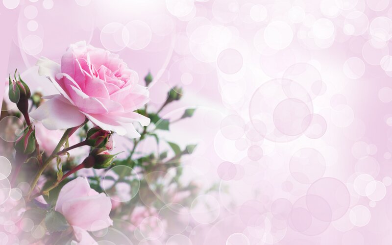 Pink Rose Flower — Serene, Photograph, Buds, Leaves, Bokeh