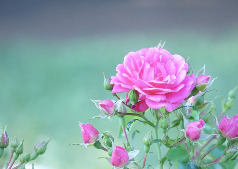 Pink Rose Flower — Serene, Photograph, Buds, Leaves, Green Background