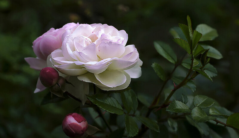 Pink Rose Flower — Serene, Photograph, Buds, Leaves, Thorns