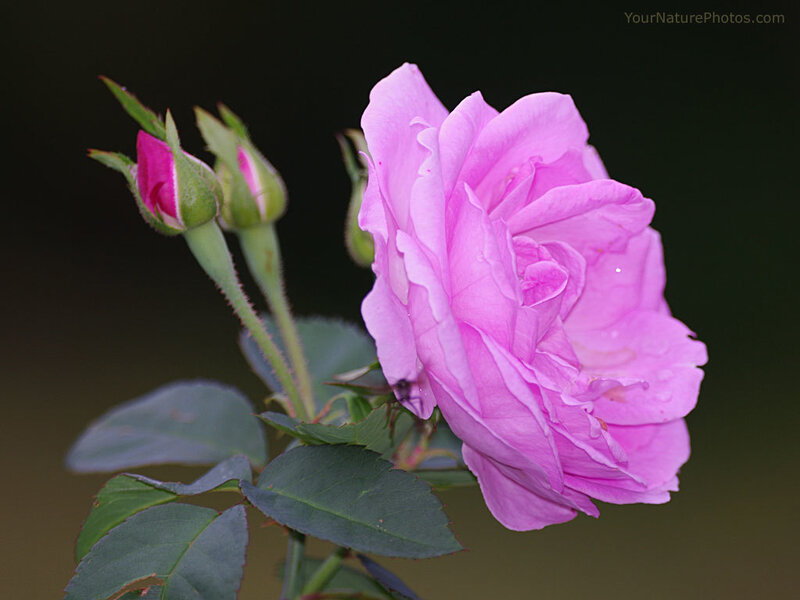 Pink Rose Flower — Serene, Photograph, Buds