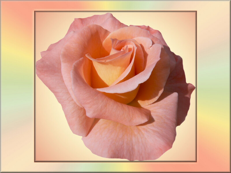 Pink Rose Flower — Serene, Photograph, Frame