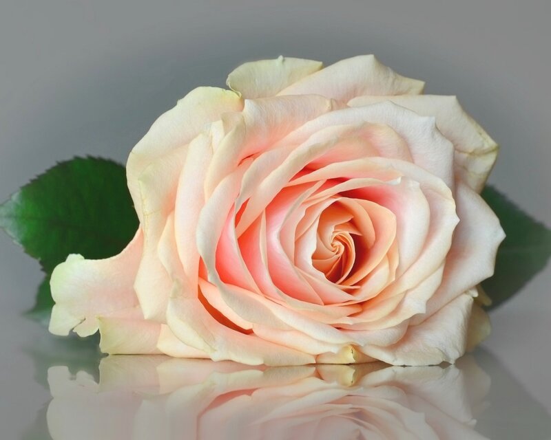 Pink Rose Flower — Serene, Photograph, Green Leaf, Reflection