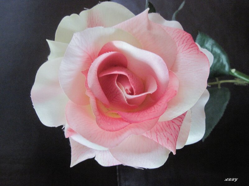 Pink Rose Flower — Serene, Photograph, Green Leaf, Stem