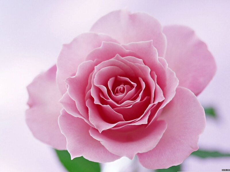 Pink Rose Flower — Serene, Photograph, Green Leaf