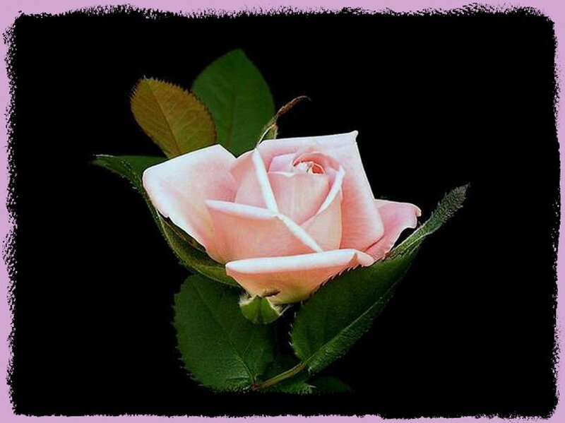 Pink Rose Flower — Serene, Photograph, Green Leaves, Black Background
