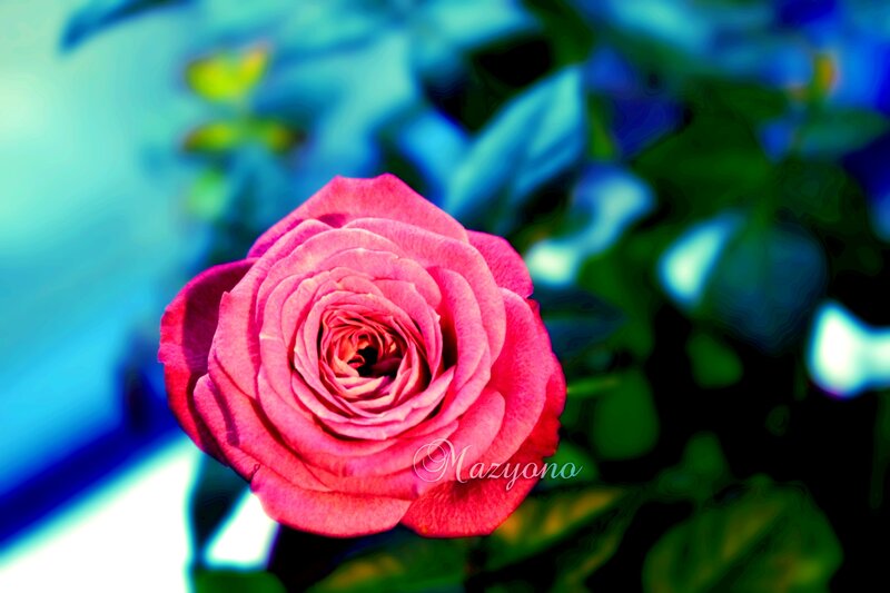 Pink Rose Flower — Serene, Photograph, Green Leaves, Blue Background