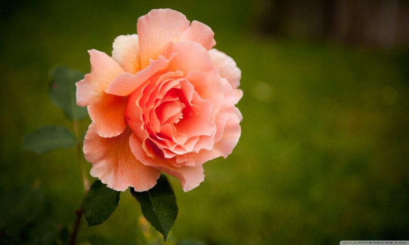 Pink Rose Flower — Serene, Photograph, Green Leaves, Blurred Background