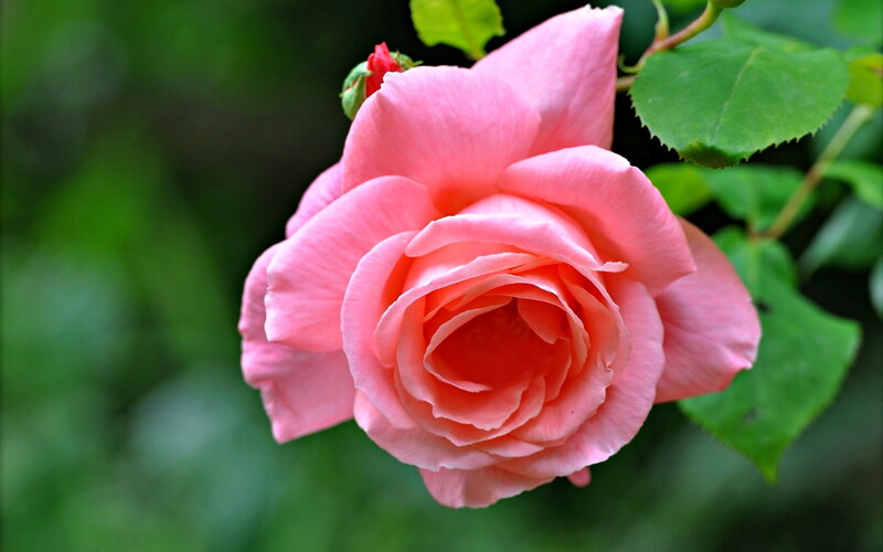 Pink Rose Flower — Serene, Photograph, Green Leaves, Bud