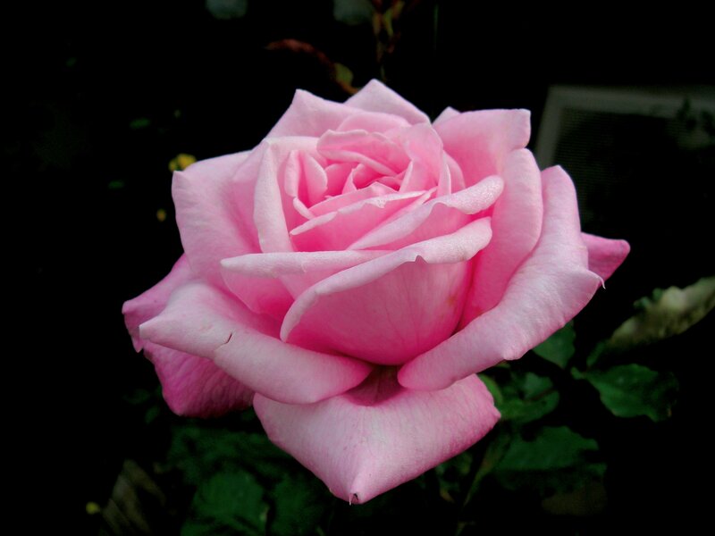 Pink Rose Flower — Serene, Photograph, Green Leaves, Dark Background