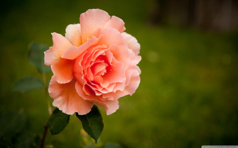 Pink Rose Flower — Serene, Photograph, Green Leaves, Grass