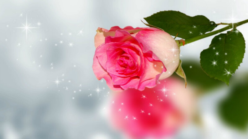 Pink Rose Flower — Serene, Photograph, Green Leaves, Sparkles